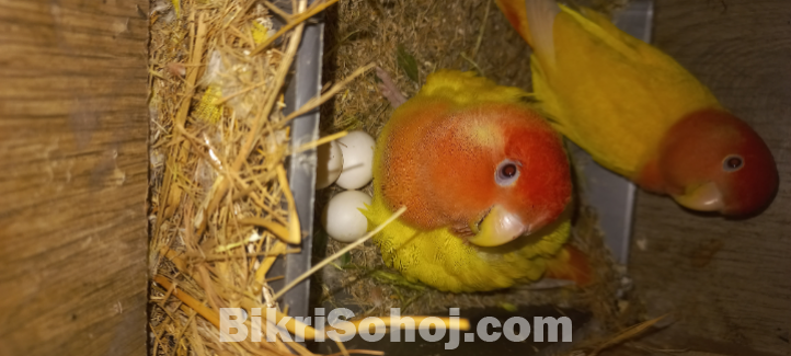 লুটিনো লাভ বার্ড পাখি